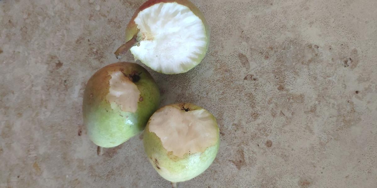 Добрый день. Подскажите чьи это следы? Норы около курятника появились. 2021 Птиц