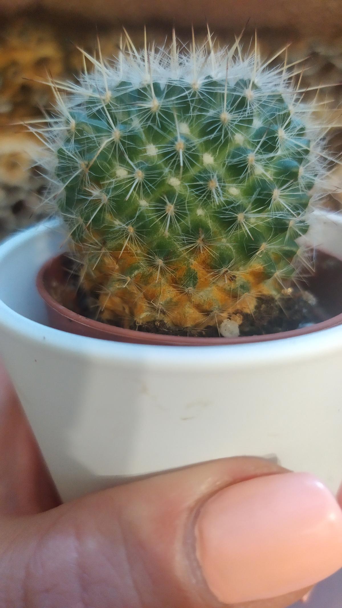 кактус болен. фузариоз кактуса. фитофтороз кактуса. кактус болен. болезни кактусов фомоз.