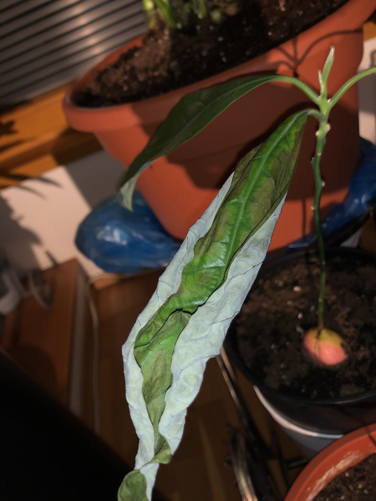 Авокадо подсыхают кончики листьев. Листья авокадо засыхают. Мучнистая роса на авокадо. Листья манго коричневеют. У авокадо коричневеют листья.