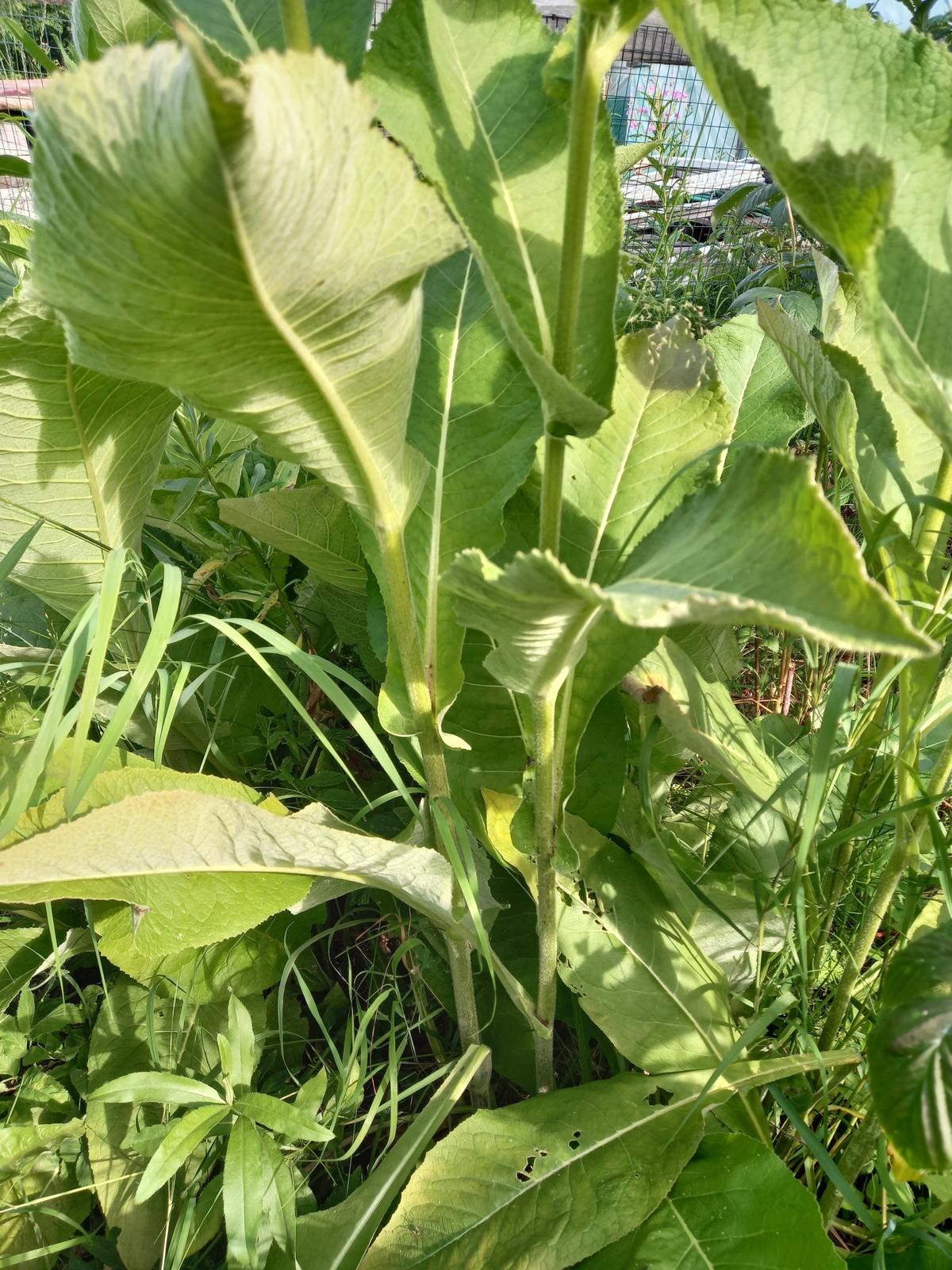 На фотографии изображено растение На фотографии изображено растение