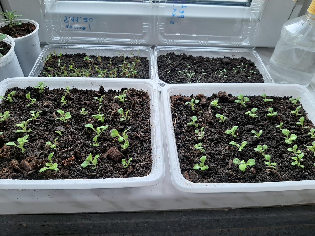 насадки для полива рассады петунии. сколько всходят семена петунии. всходы петунии. всходы петуньи семена петунии. всходы петунии.