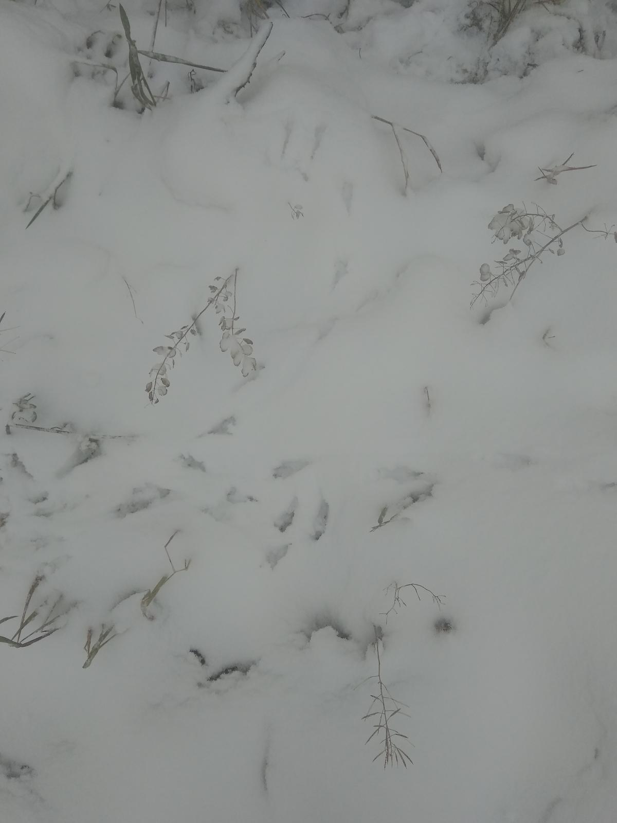 Ответ был снег. Птичьи следы на снегу. Следы лося на снегу. Следы кабана на снегу. Следы хорька на снегу.