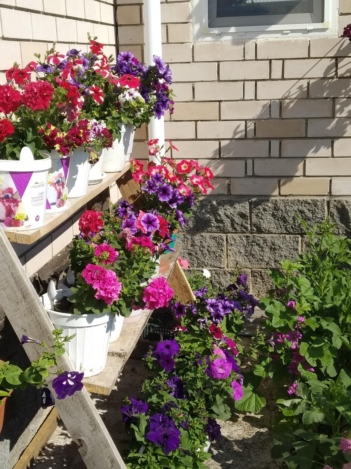 Как часто поливать петунию на улице
