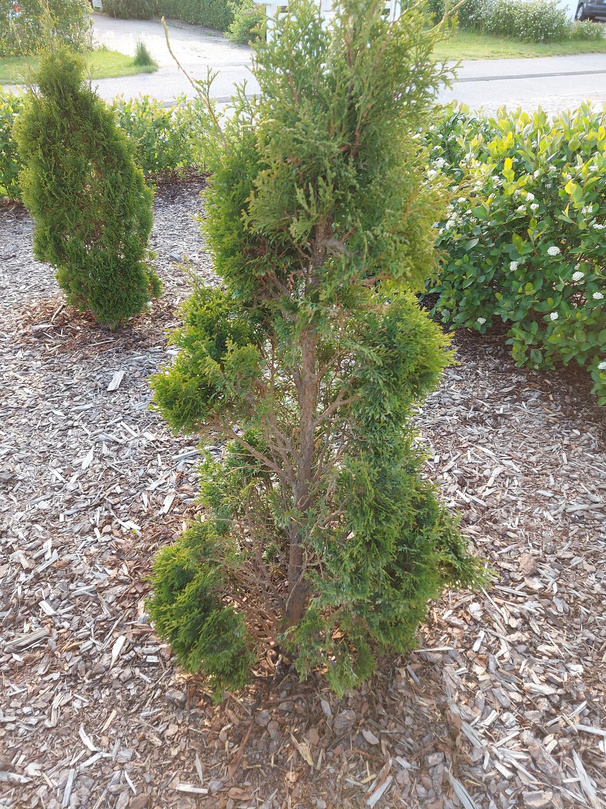 туя брабант пожелтела. туя колумна пожелтела. туя западная смарагд побеги. туя (thuja) западная мириам. как реанимировать тую если она засохла.