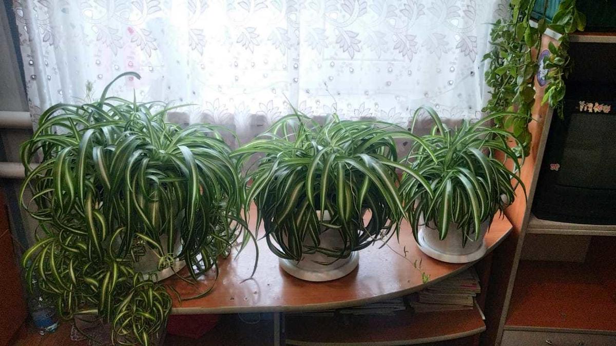 Хлорофитум кудрявый - характеристики, особенности выращивания ...