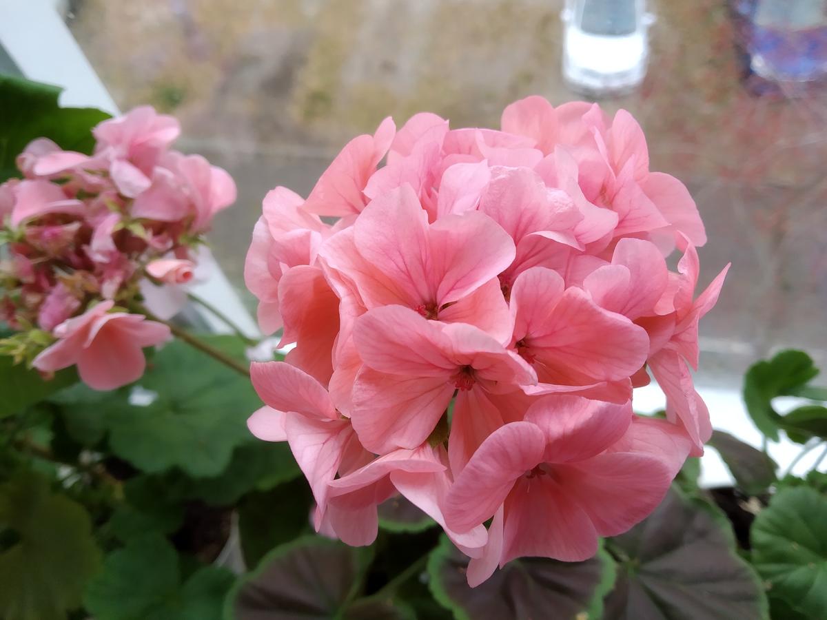 Неприхотливая пеларгония: секреты выращивания и ухода. Фото