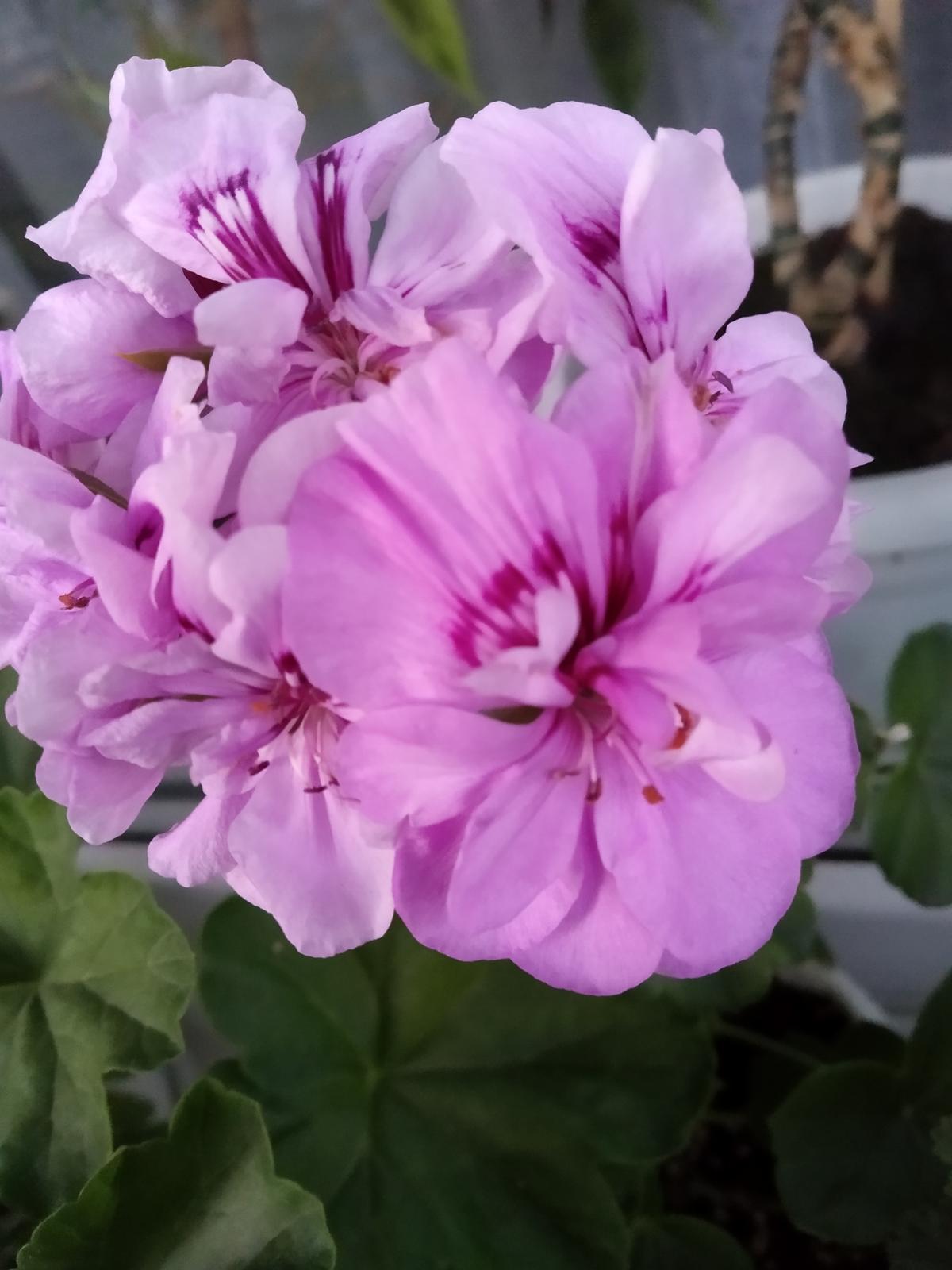 Неприхотливая пеларгония: секреты выращивания и ухода. Фото