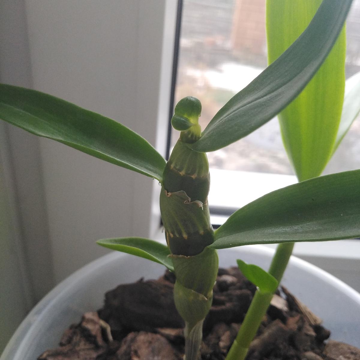 Цветонос у орхидеи. Почему орхидея не растет листья. Почему орхидея не растет листья. Растущий лист у орхидеи. У орхидеи деформированные листья.