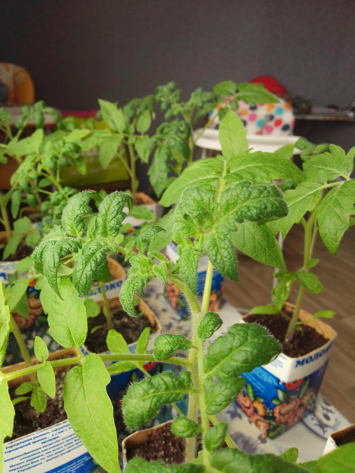 Тонкие макушки у томатов. Кила рассады томатов. У рассады помидоров скручиваются листья. Рассада верхушки помидор. Рассада верхушки помидор.