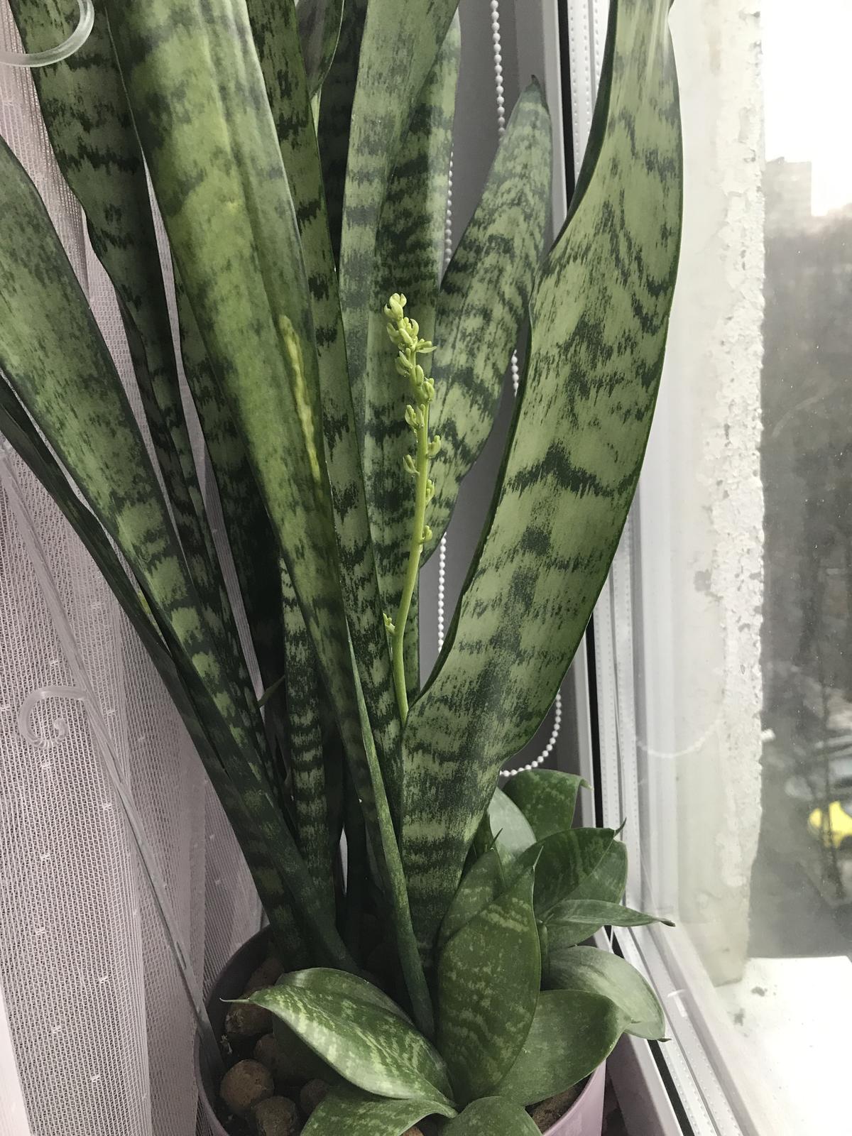 Сансевиерия (щучий хвост): описание, уход, цветение, размножение. Фото