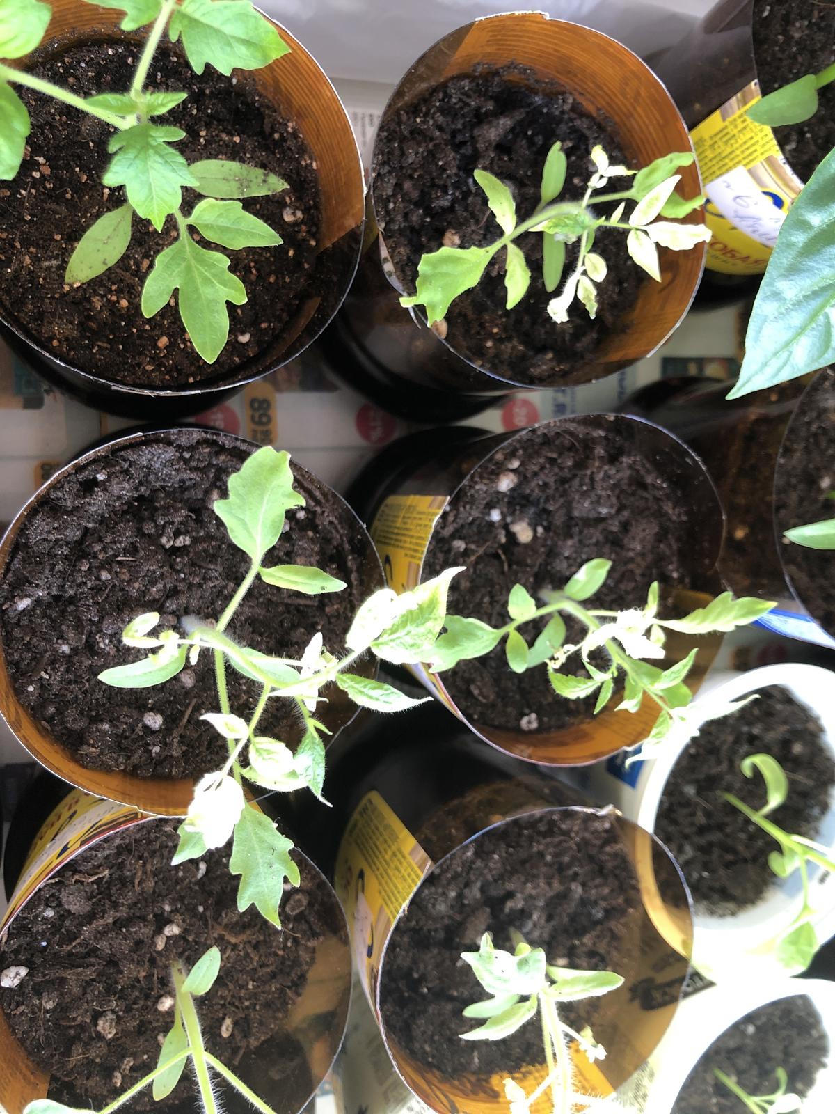 Рассада помидор начинающаяся. Утолщения на стеблях помидор. Пожелтела рассада помидор. Закучерявились верхушки томатов. Рассада верхушки помидор.