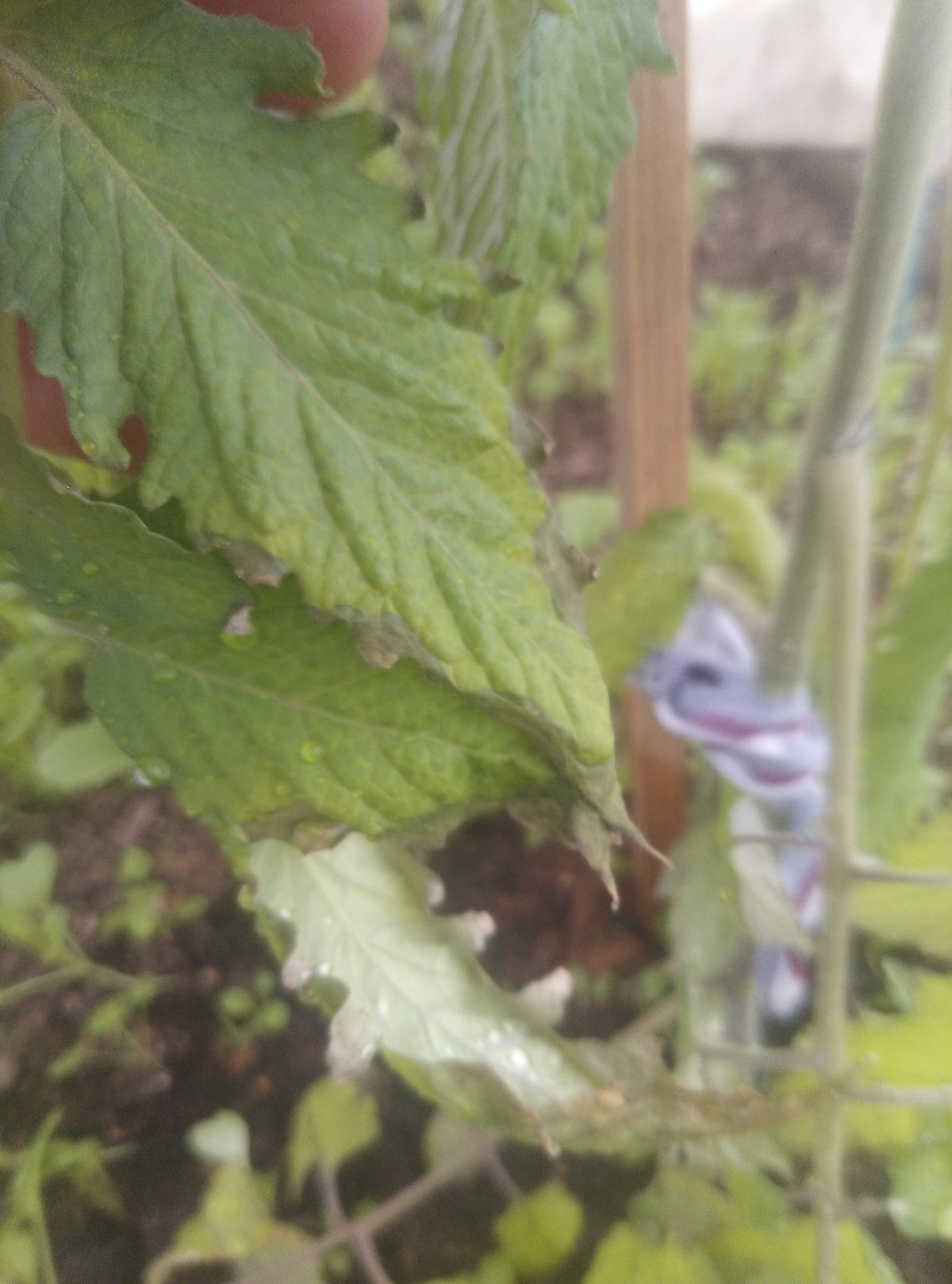 Почему сохнут листья помидоров. Пожелтение верхушки томатов. Пожелтение листа томата. Почему сохнут листья помидоров. Увядание листьев рассады томатов.