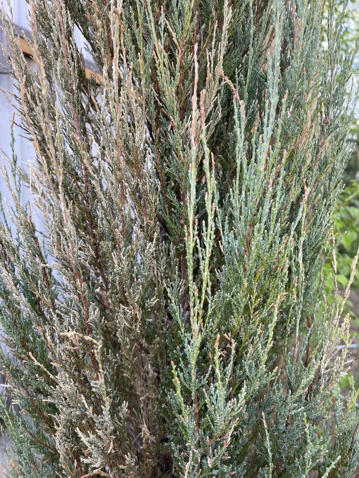 если можжевельник пожелтел. можжевельник микробиота осенью. пожелтение можжевельника. желтеет можжевельник казацкий. шютте можжевельника чешуйчатого.