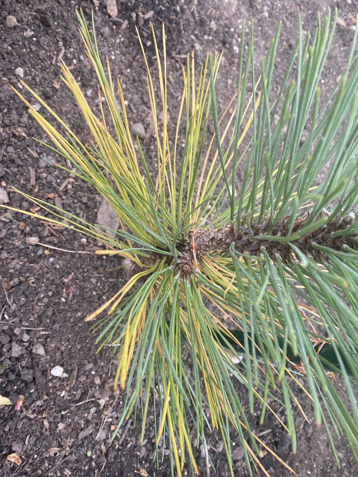 Ржавчина хвои сосны. Звонка сосны внутри. Обыкновенное шютте сосны. Хвоя летит. Саженцы сосны желтеют после зимовки.