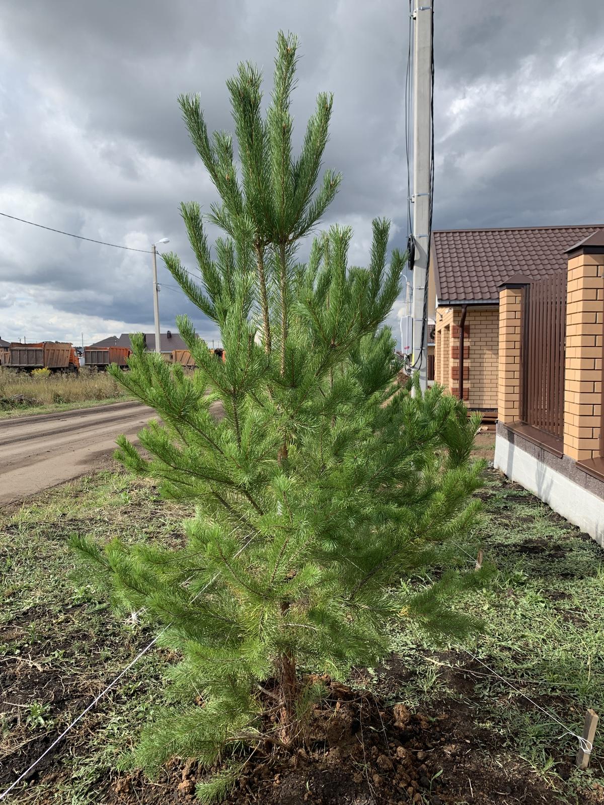 Сосна с двумя макушками