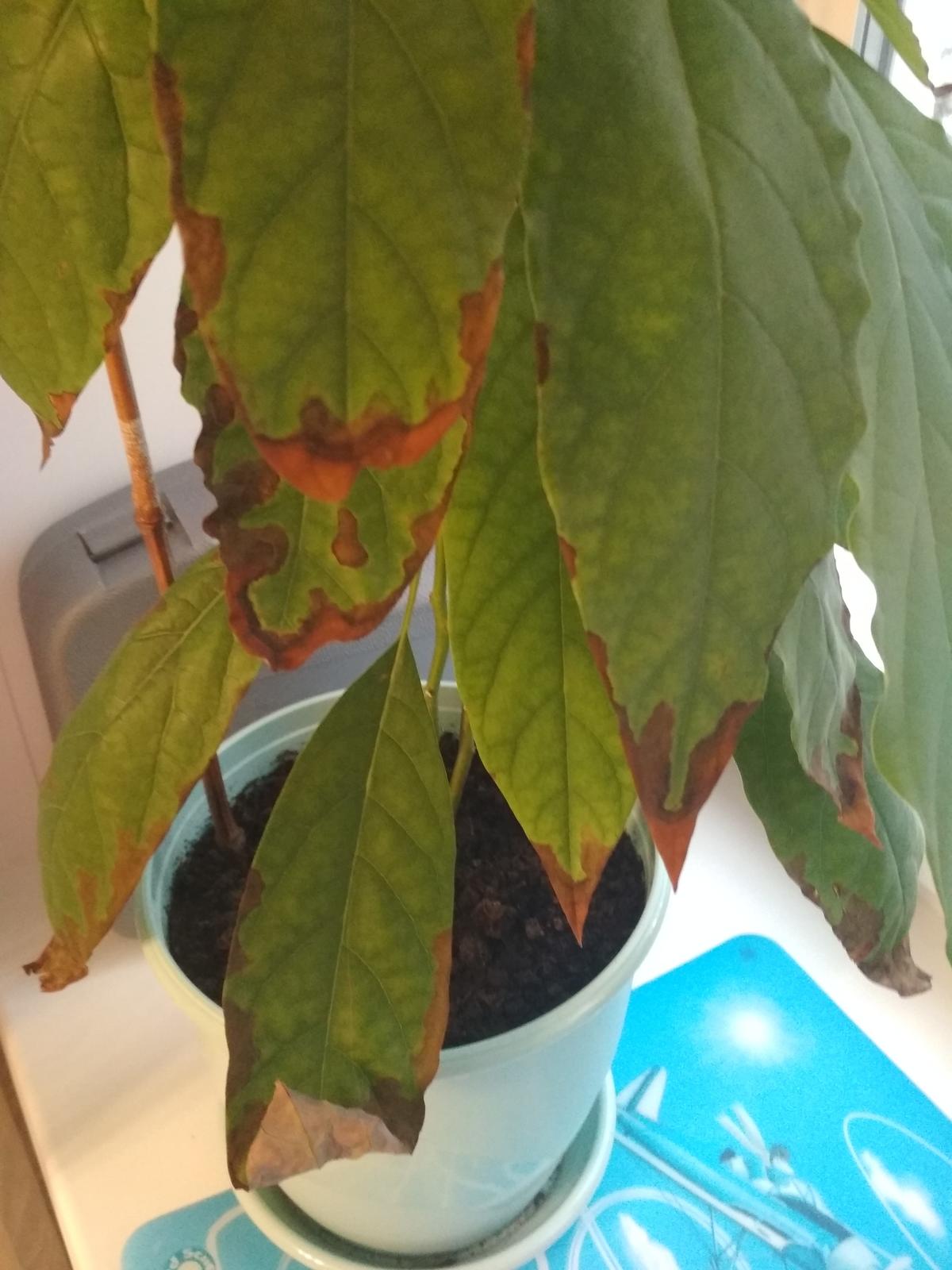 У авокадо сохнут листья. Почему сохнут края листьев авокадо. Листья авокадо кончики листьев сохнут. Авокадо подсыхают кончики листьев. У авокадо коричневеют листья.