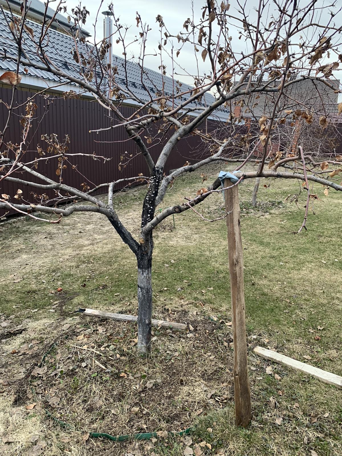 Садовая побелка для деревьев. Формировка яблони кустом. Шарапуга слива. Саженец яблони после зимы. Омолаживание яблони.