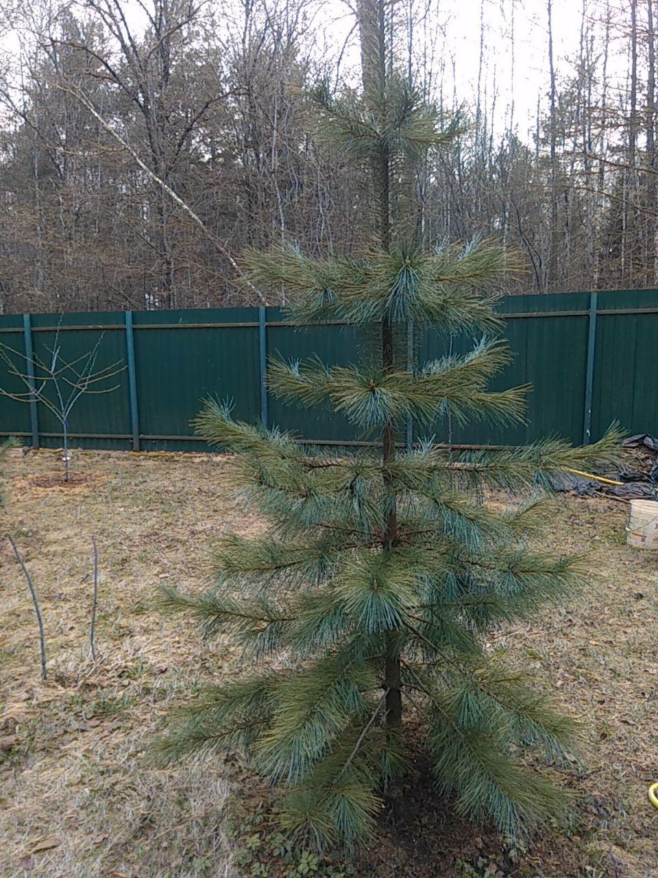 Желтые хвоинки лиственницы. Хвойные до двух метров. Лапник трава. У ели обыкновенной пожелтела хвоя. Сосна пожелтевшая на участке.