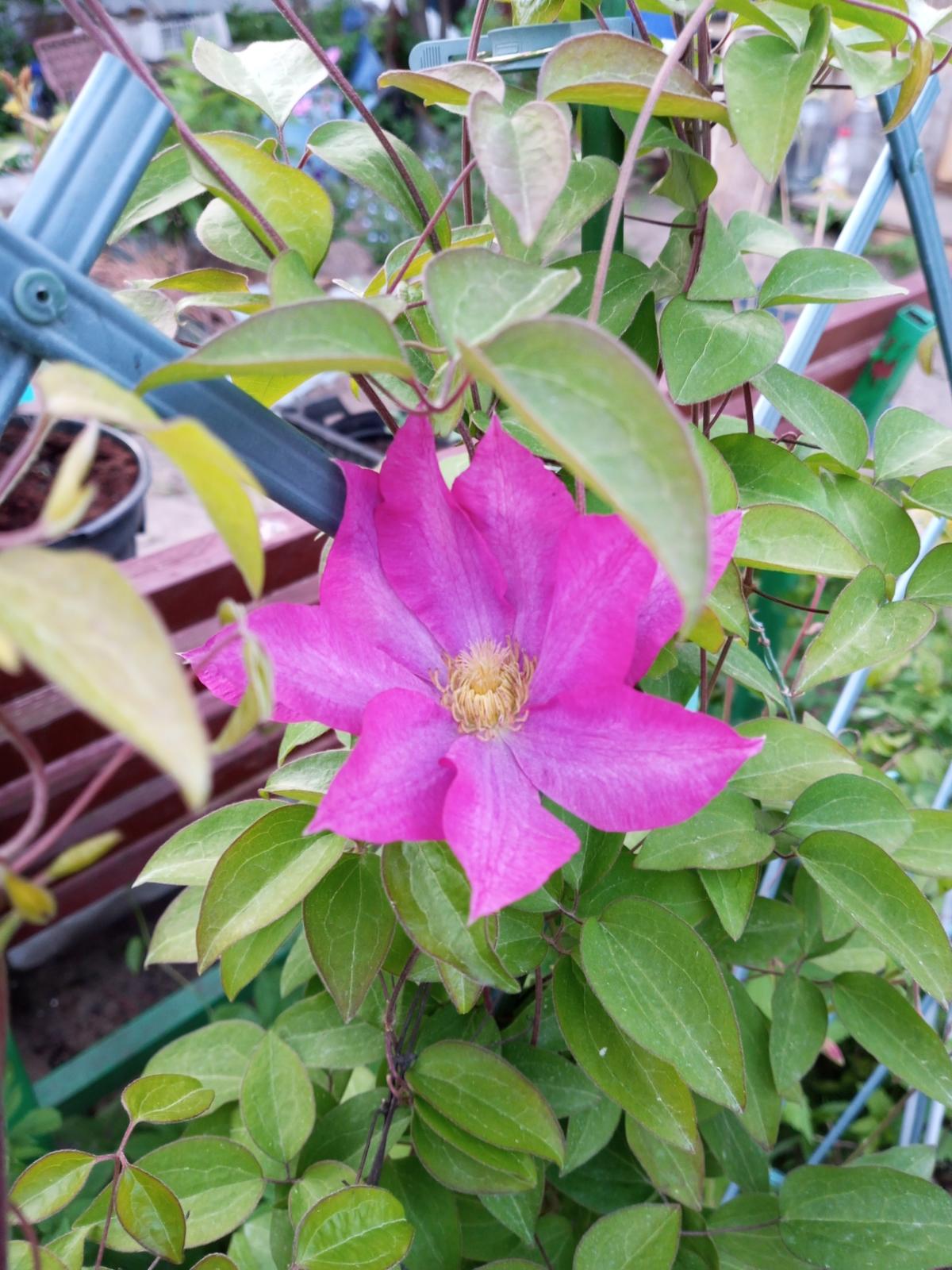 Still Waters ™ - Clematis x Clematis, Clematis varieties, Garden vines