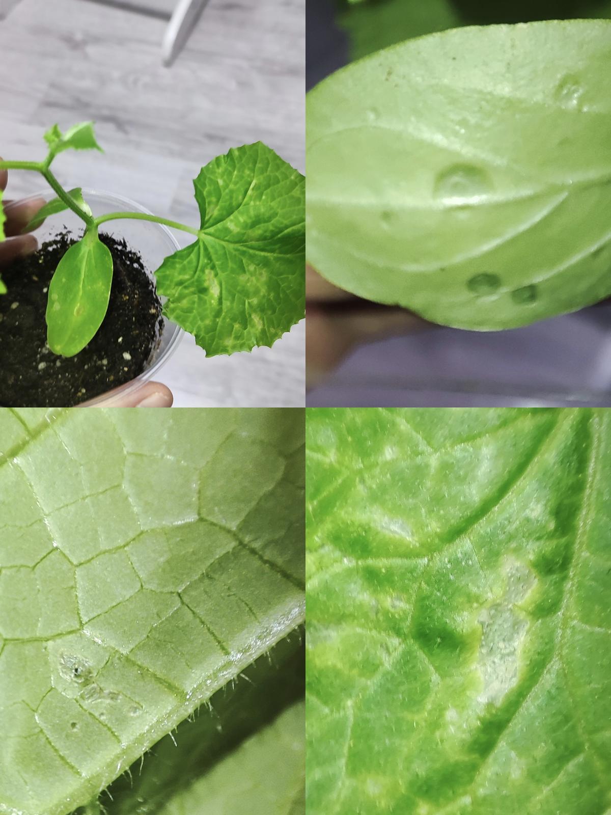 Обработка рассады от вредителей