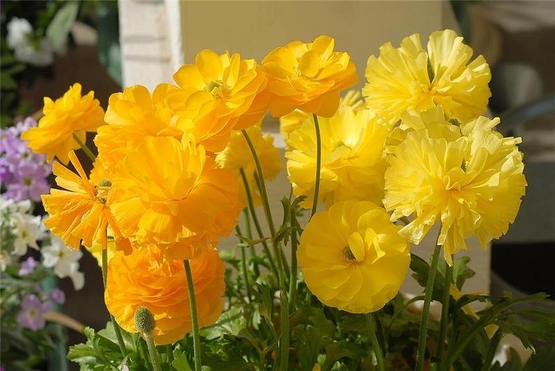 Виды ранункулюса: размножение, посадка, уход