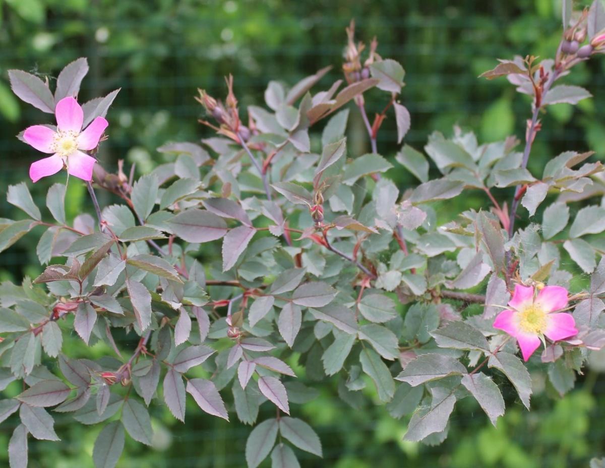 Посадка и уход за шиповником. Сорта шиповника