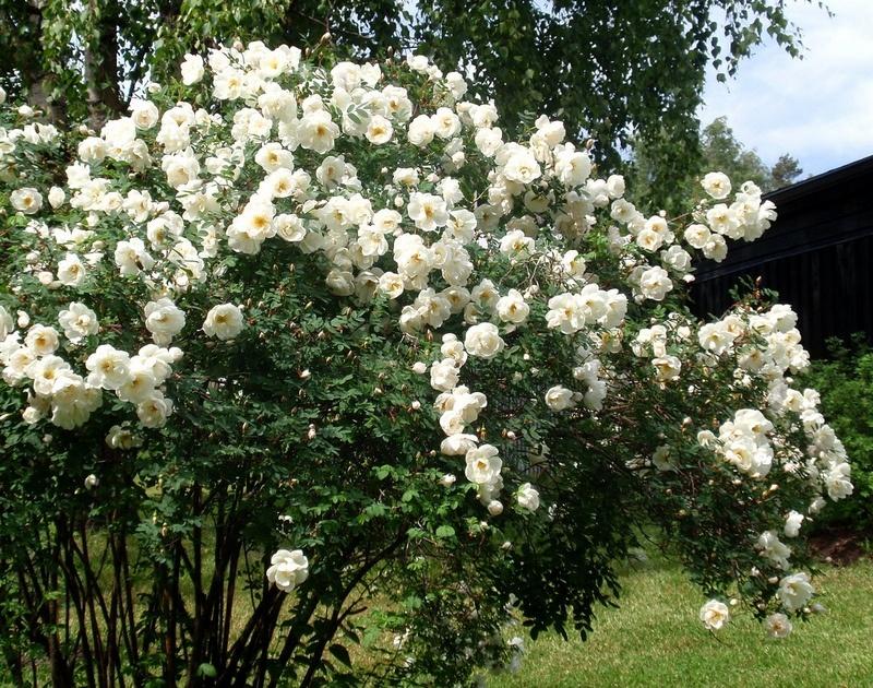 Посадка и уход за шиповником. Сорта шиповника