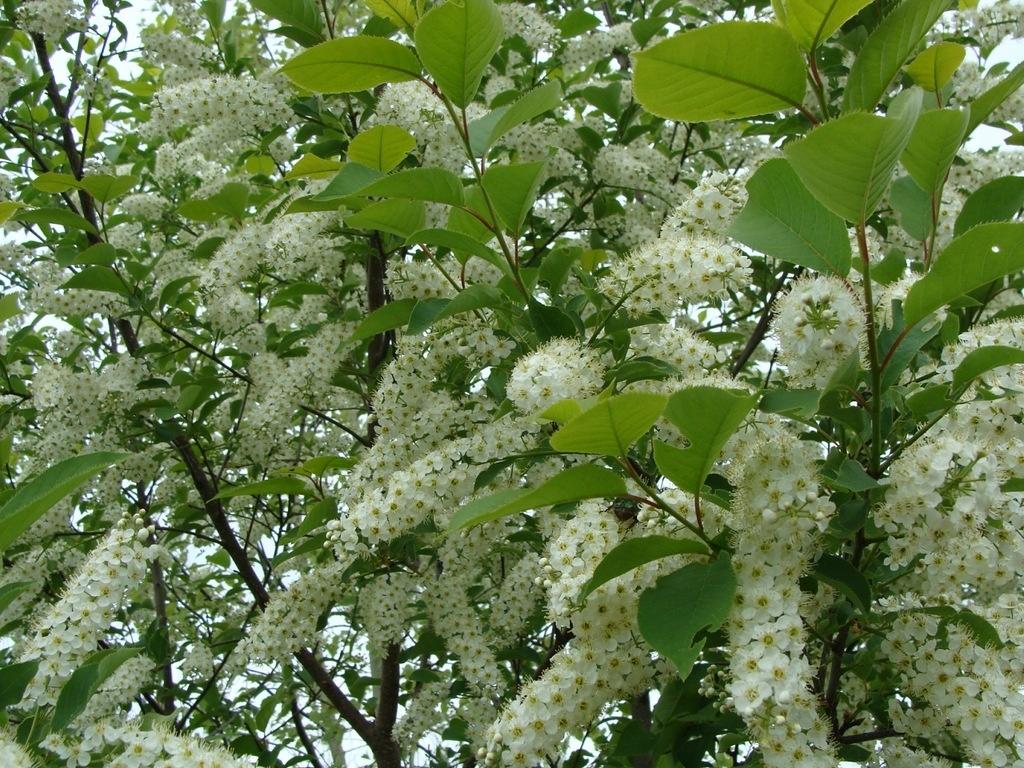 Черемуха: выращивание, посадка и уход, способы размножения, основные ...