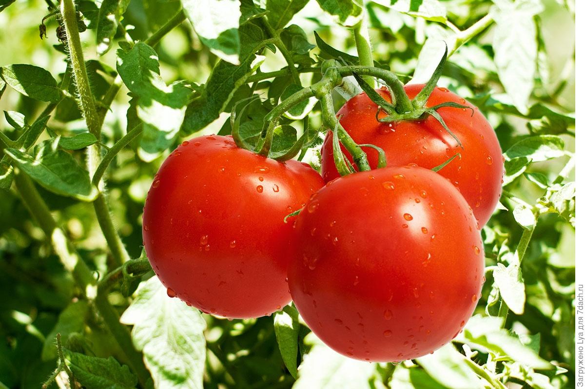 Посадка томатов в теплицу и в открытый грунт. Видео