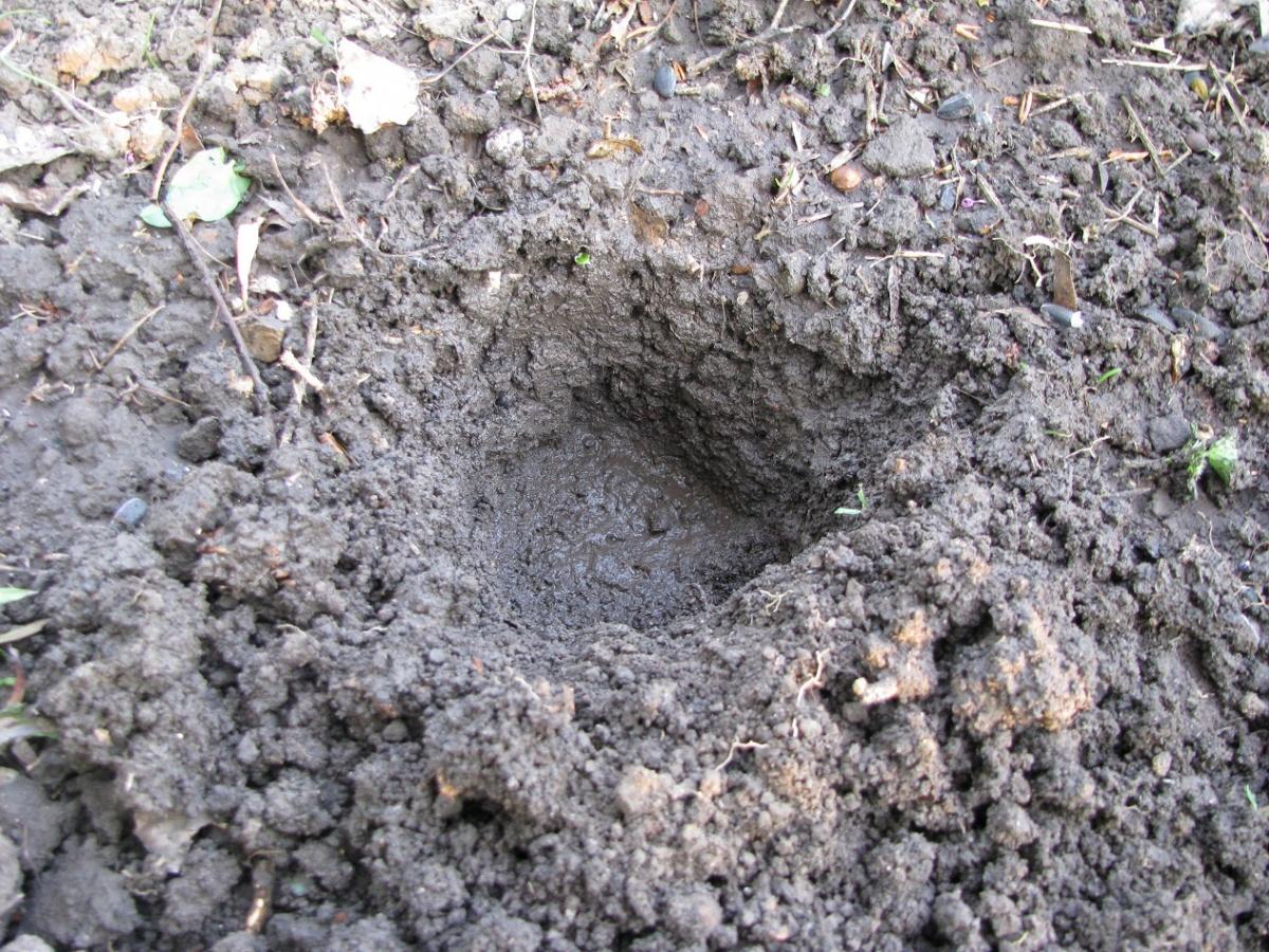 Общие рекомендации при высадке цветочной рассады | saglikfit.com