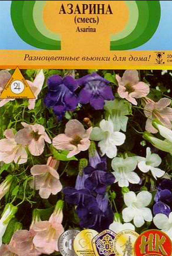 Азарина - личный опыт выращивания