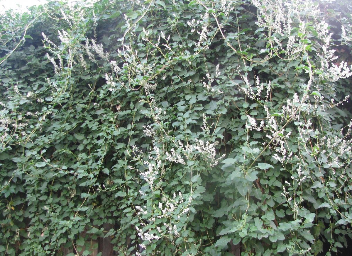 Горец бальджуанский - личный опыт выращивания