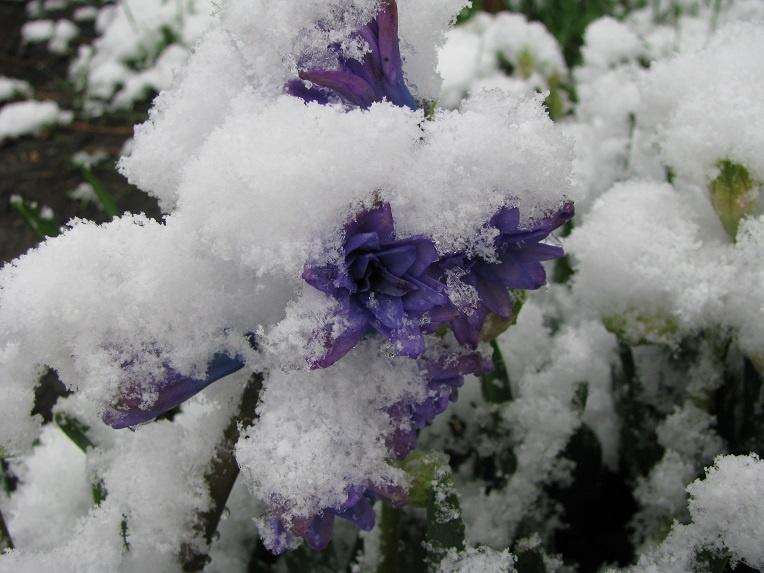 Балет снежок сирень ария. Цветы из под снега. Гиацинты под снегом. Цветы из снега. Цветы под снегом.