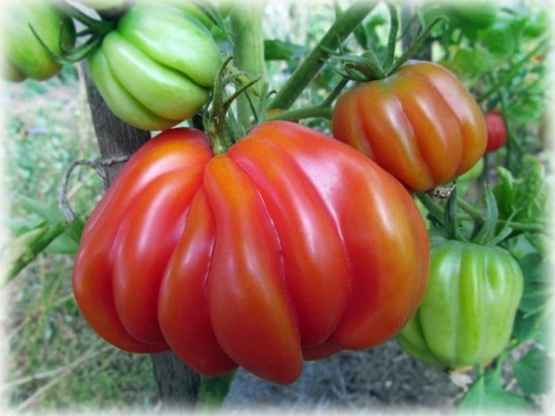 Томаты необычной формы: ребристые и длинноплодные. Сорта, описание, фото