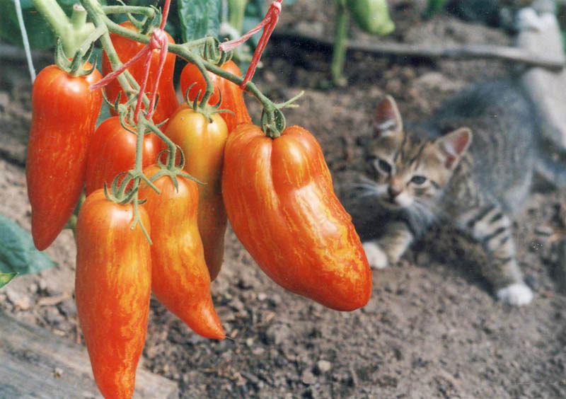 Необычные сорта томатов — перцевидные, грушевидные, черри. Описание. Фото