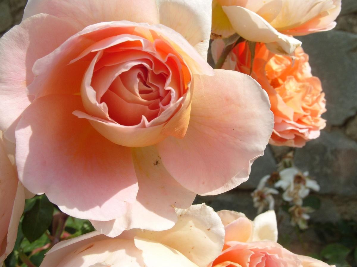 Романтические сорта роз