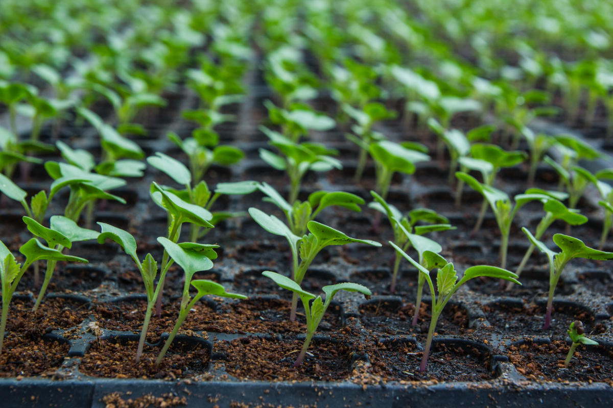 Выращивание рассады ранней капусты в парниках