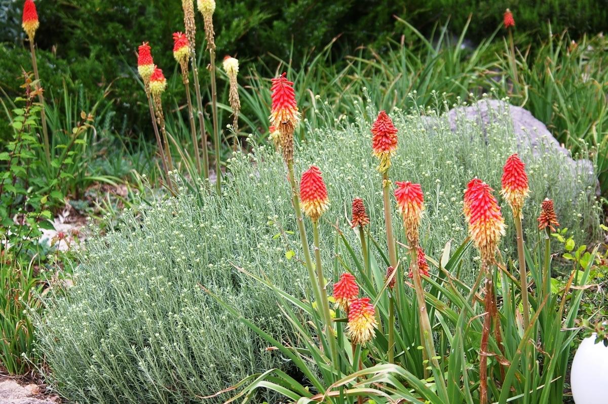 Серебристые растения: композиции и обзор съедобных трав. Фото