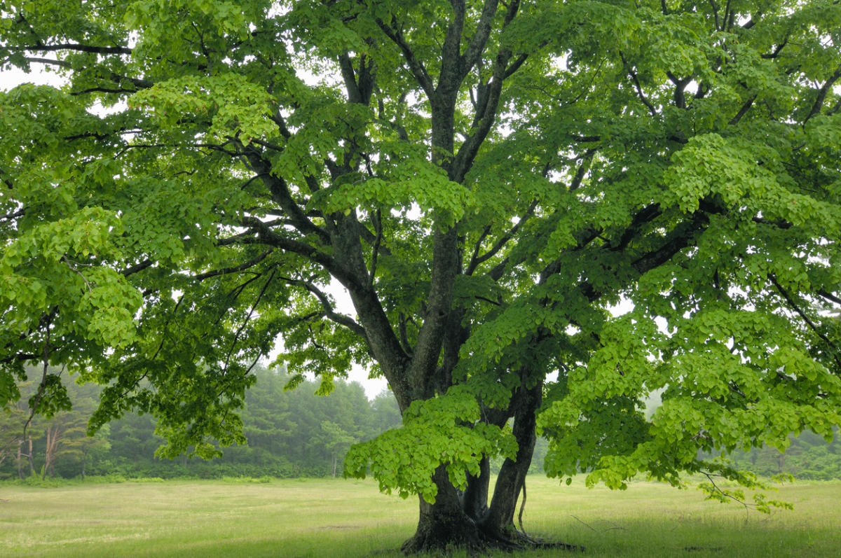 Деревья и все о них. Ясень обыкновенный дерево. Клен остролистный (аcer platanoídes). ). Клен остролистный acer platanoides l.