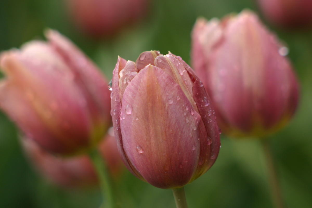 Лучшие сорта триумф тюльпанов: посадка и уход