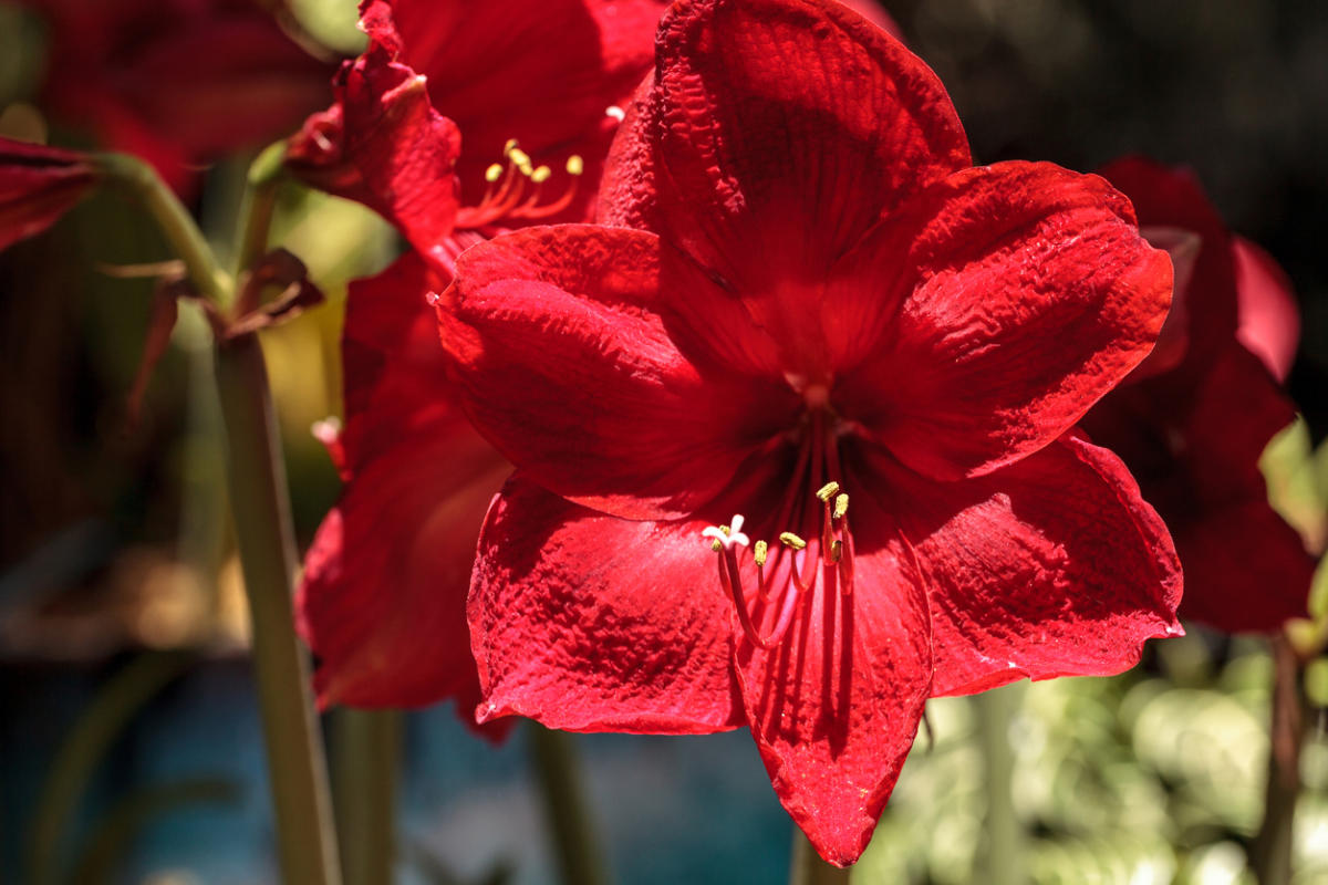 Как ухаживать за гиппеаструмом | Fit.ru