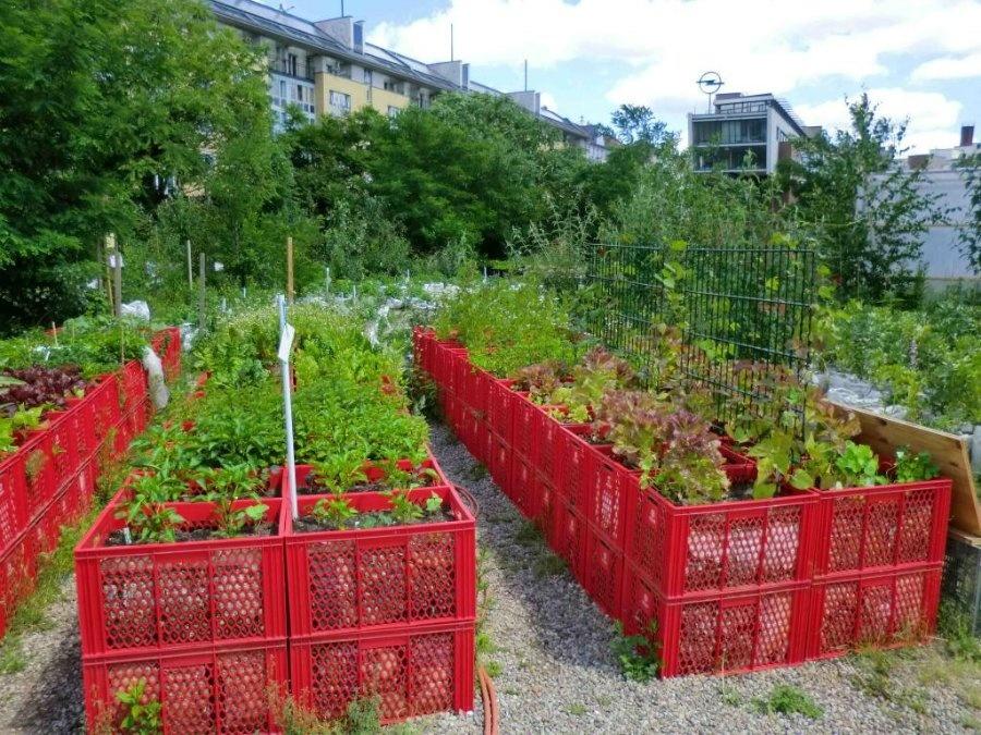 Грядки на даче. Различные варианты оформления грядок с фото
