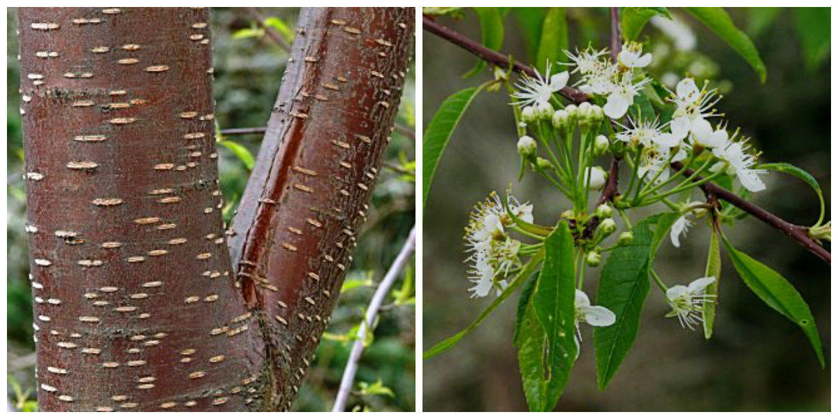 Виды черемухи: описание, особенности выращивания, фото