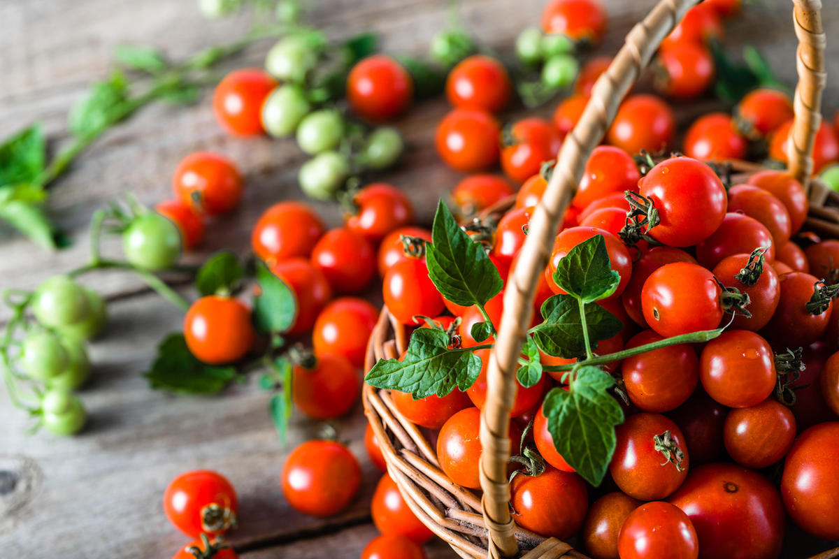 10 лучших сортов томатов черри: выбираем самые вкусные и урожайные