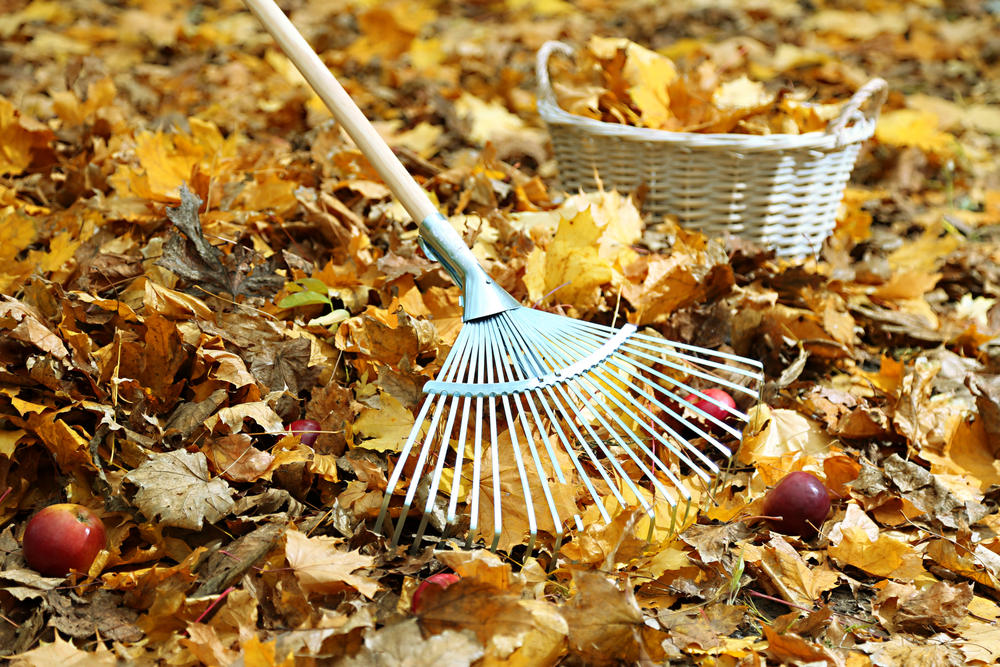Надо ли убирать листву. Уборка листьев. Осенние работы. Уборка листьев в саду осенью. Осенний субботник.