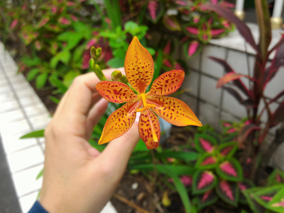 Беламканда китайская