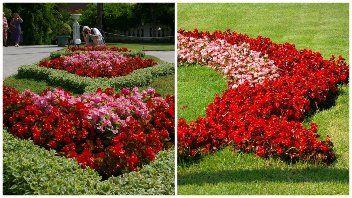 Цветы с красными листьями фото и названия садовые