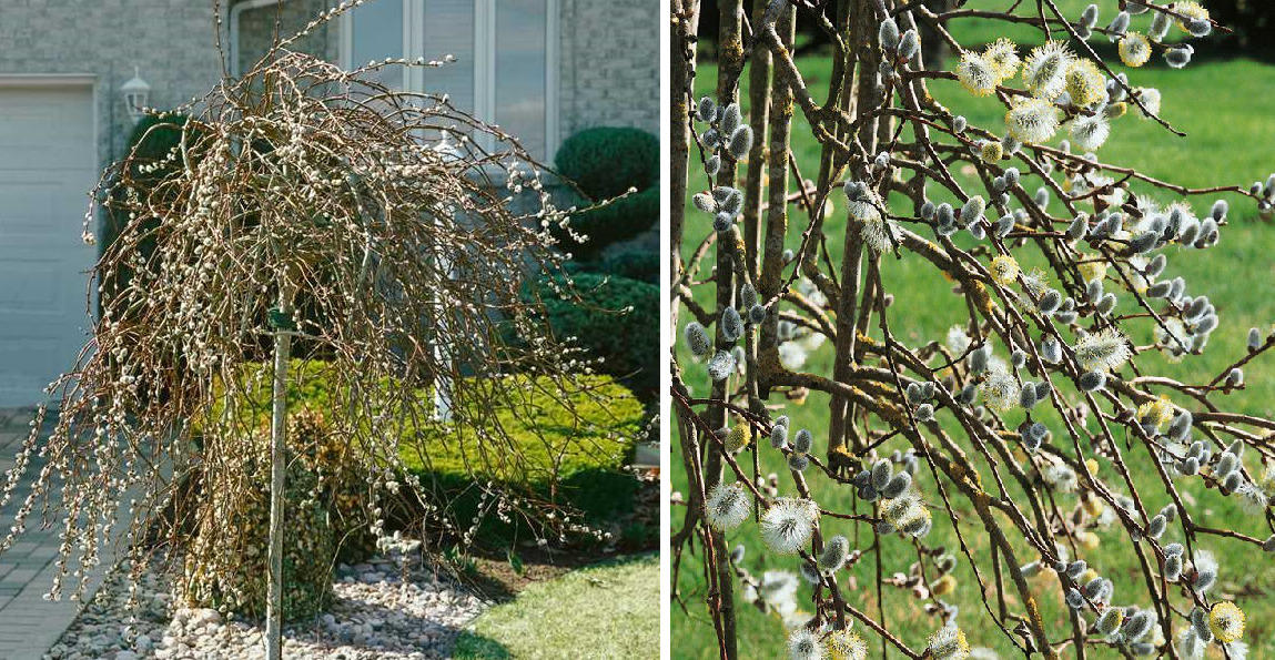 Ива козья (бредина): описание с фото, сорта, на штамбе