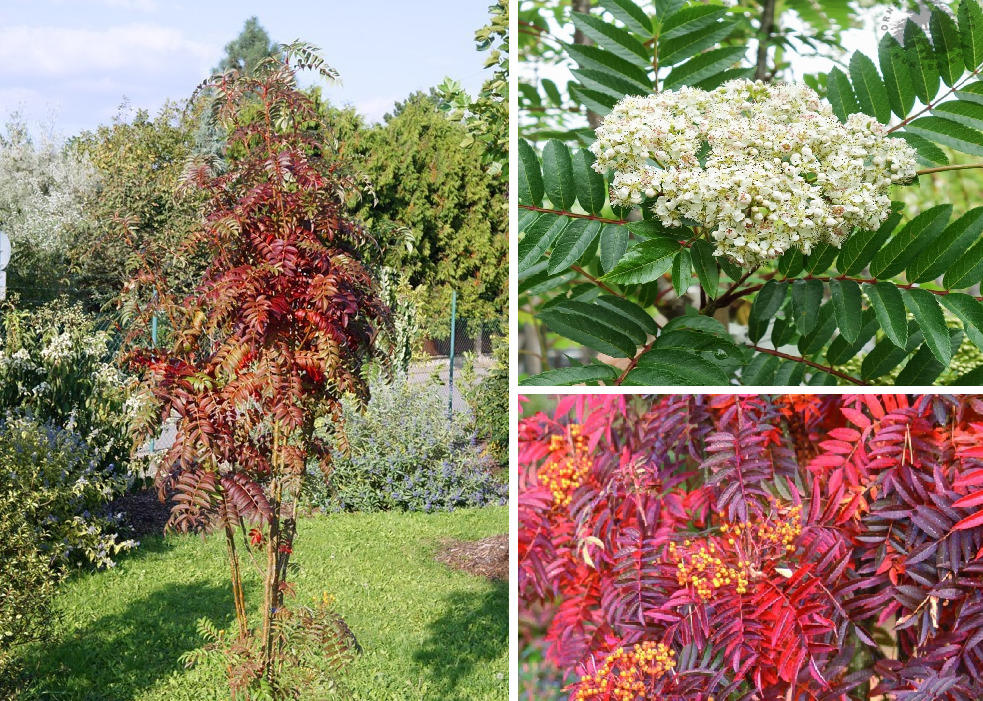 Рябина: декоративные сорта с фото и описанием