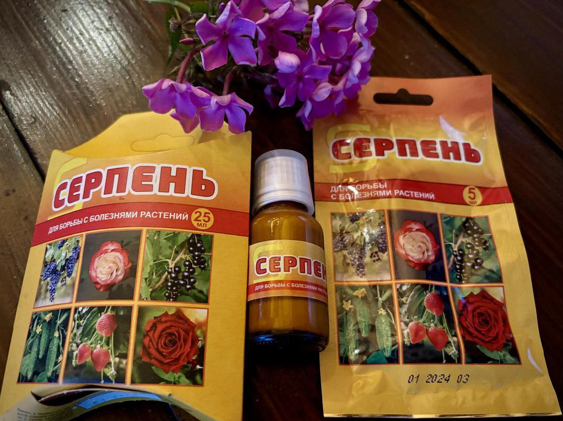 Препарат «Серпень» стал надежным помощником в борьбе с мучнистой росой ...